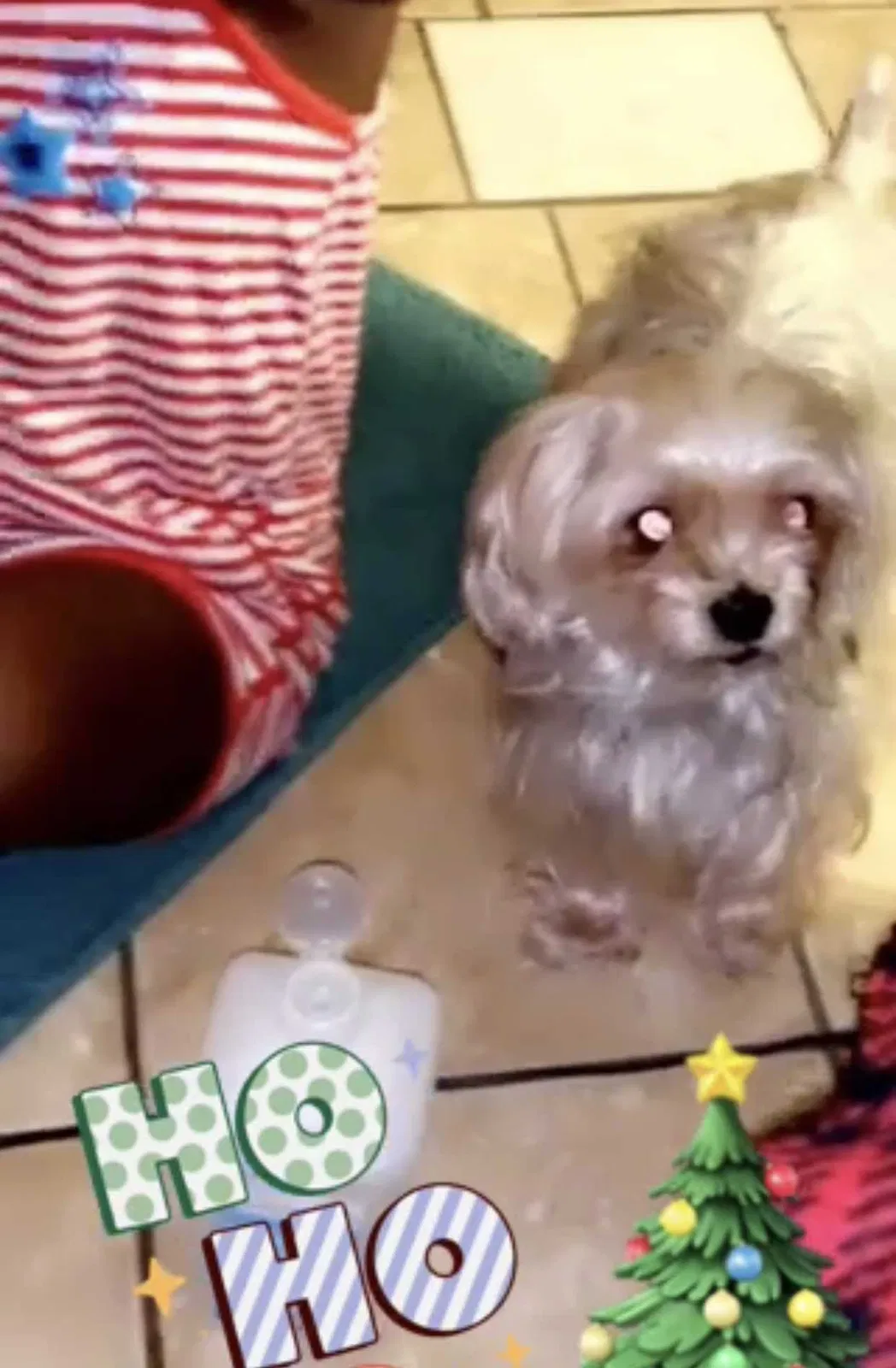 Lost dog in Lehigh Acres, FL, 33971