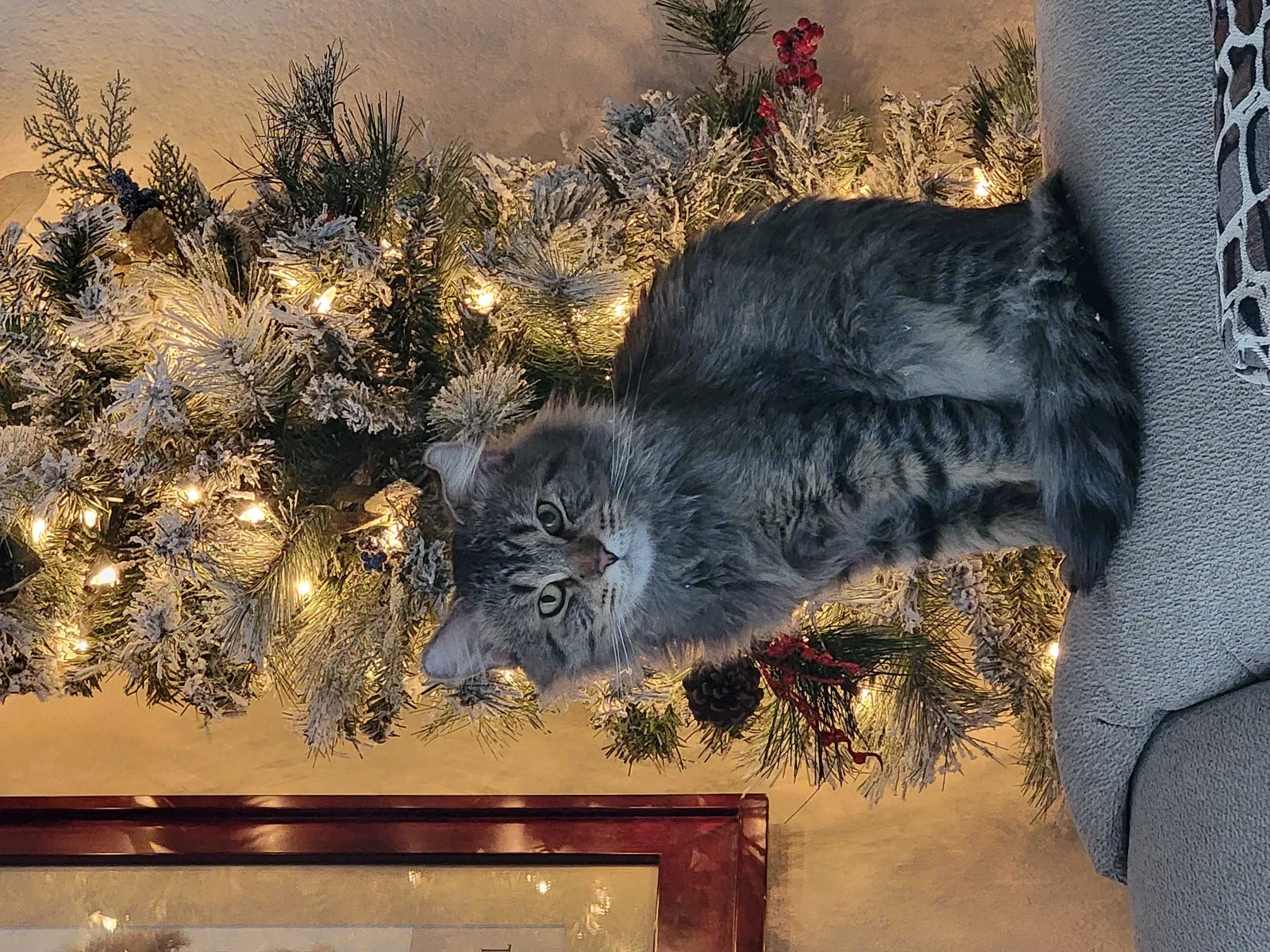 Lost cat in Las Vegas, NV, 89108