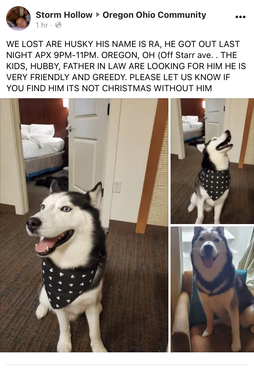 Lost dog in Oregon, OH, 43616