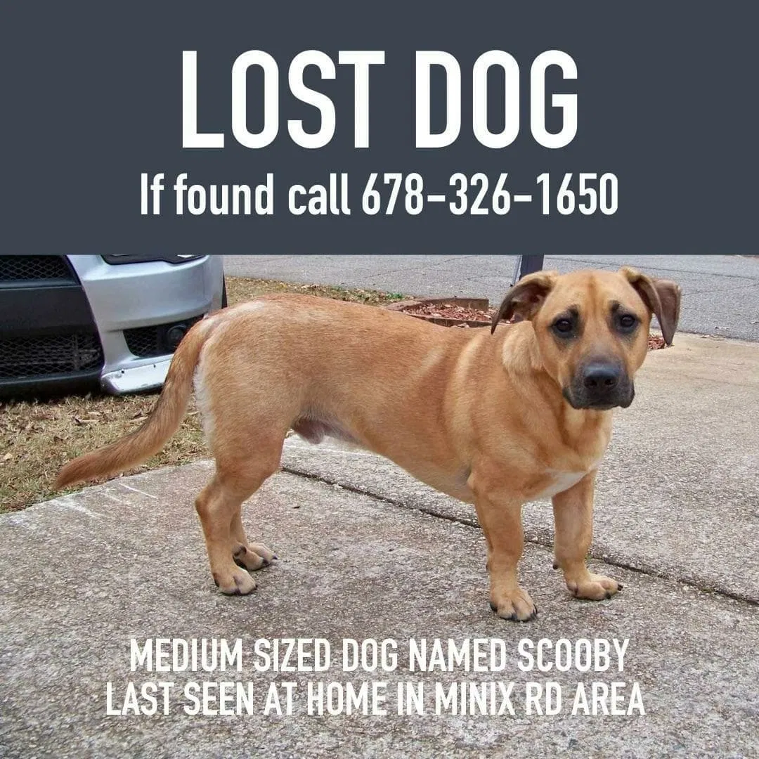 Lost dog in Sharpsburg, GA, 30277