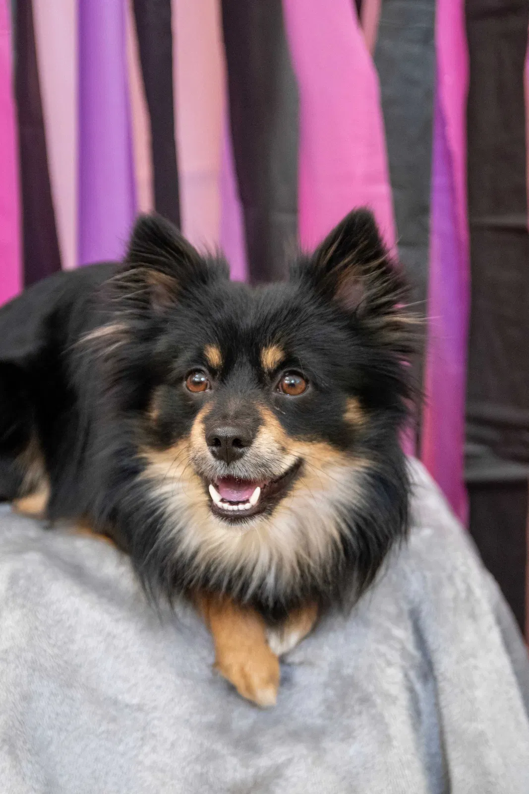 Lost dog in Brentwood, CA, 94513