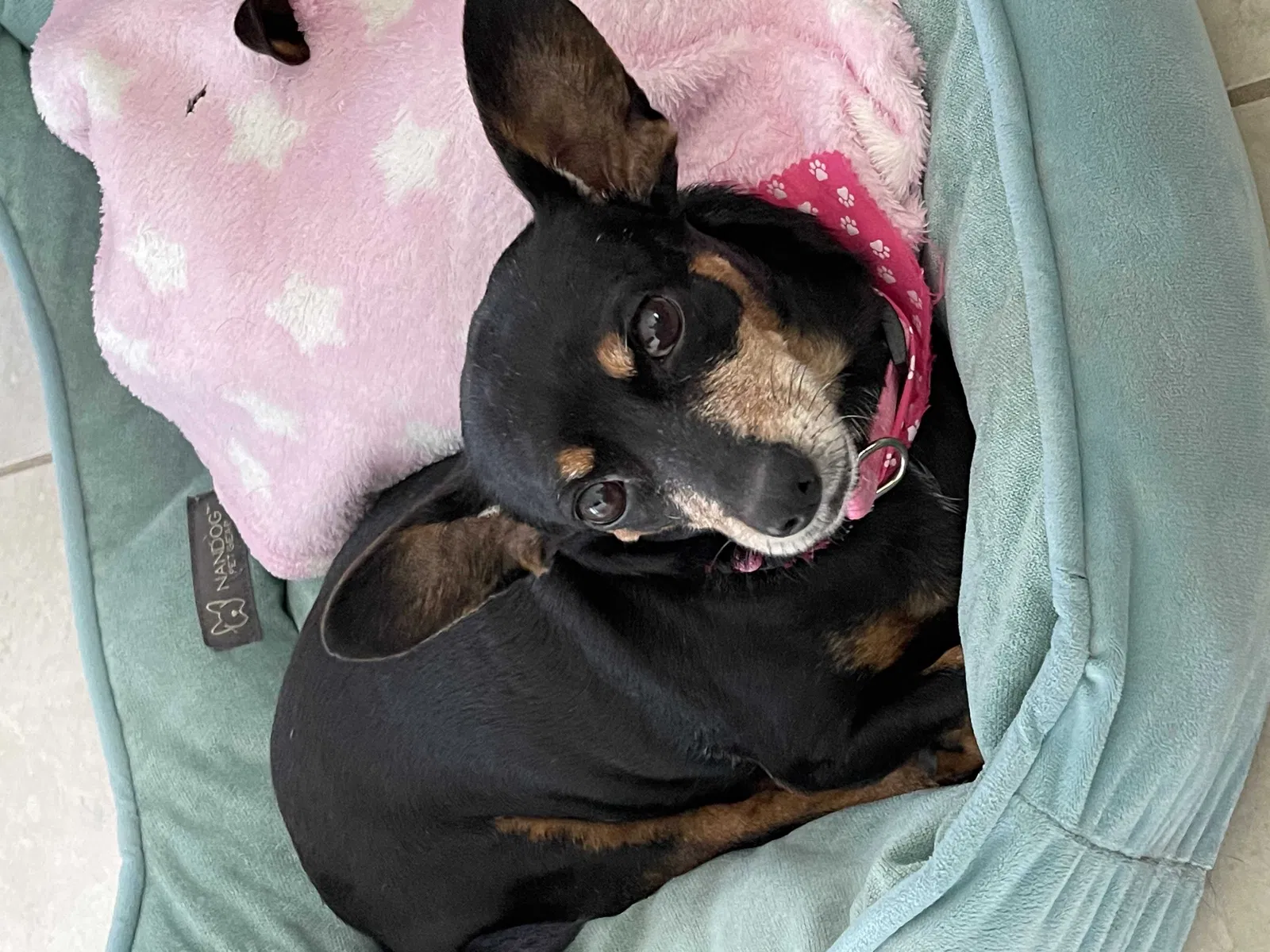 Lost dog in Miami, FL, 33177