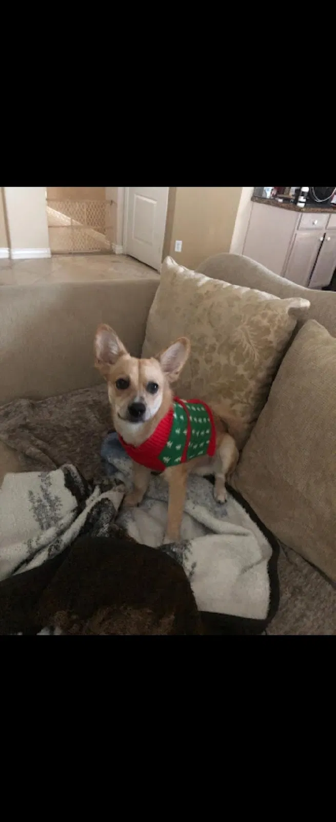 Lost dog in Mesa, AZ, 85201