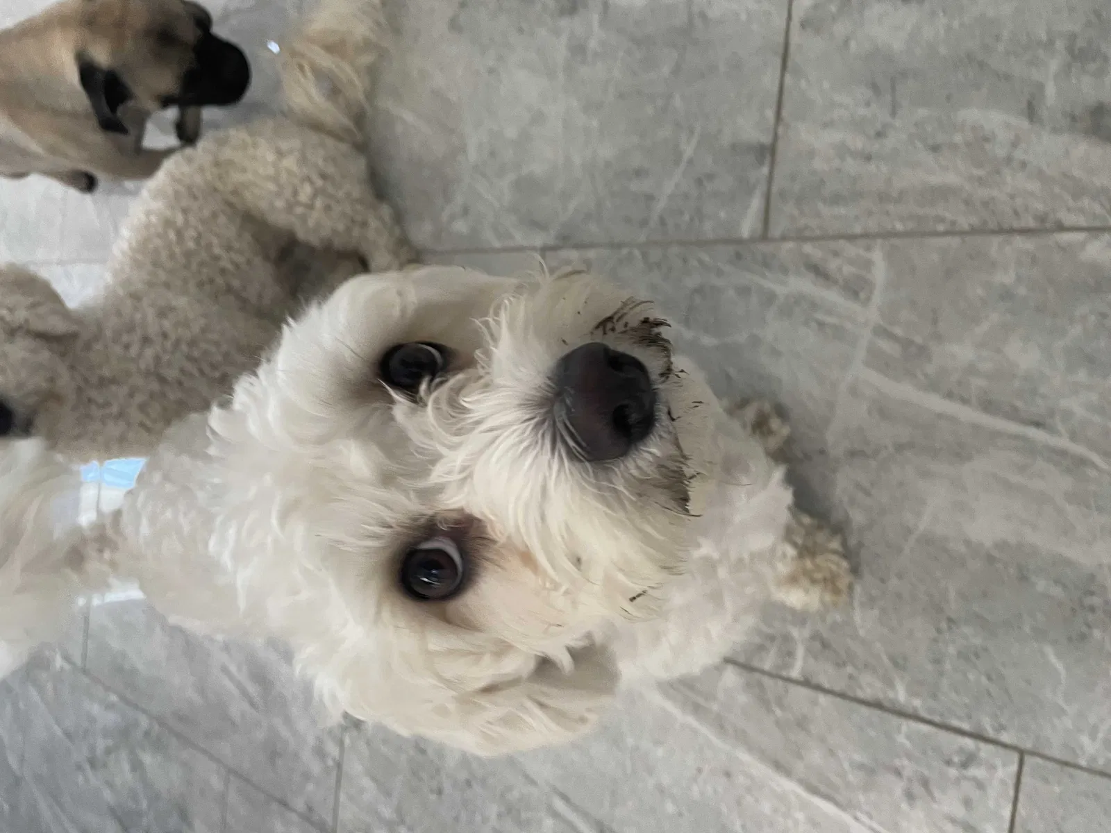 Lost dog in Garden Grove, CA, 92844