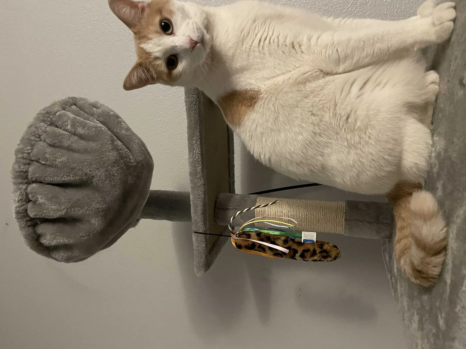 Lost cat in Denver, CO, 80229