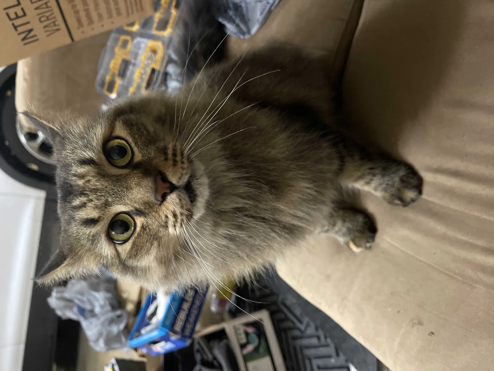 Lost cat in Dallas, TX, 75230