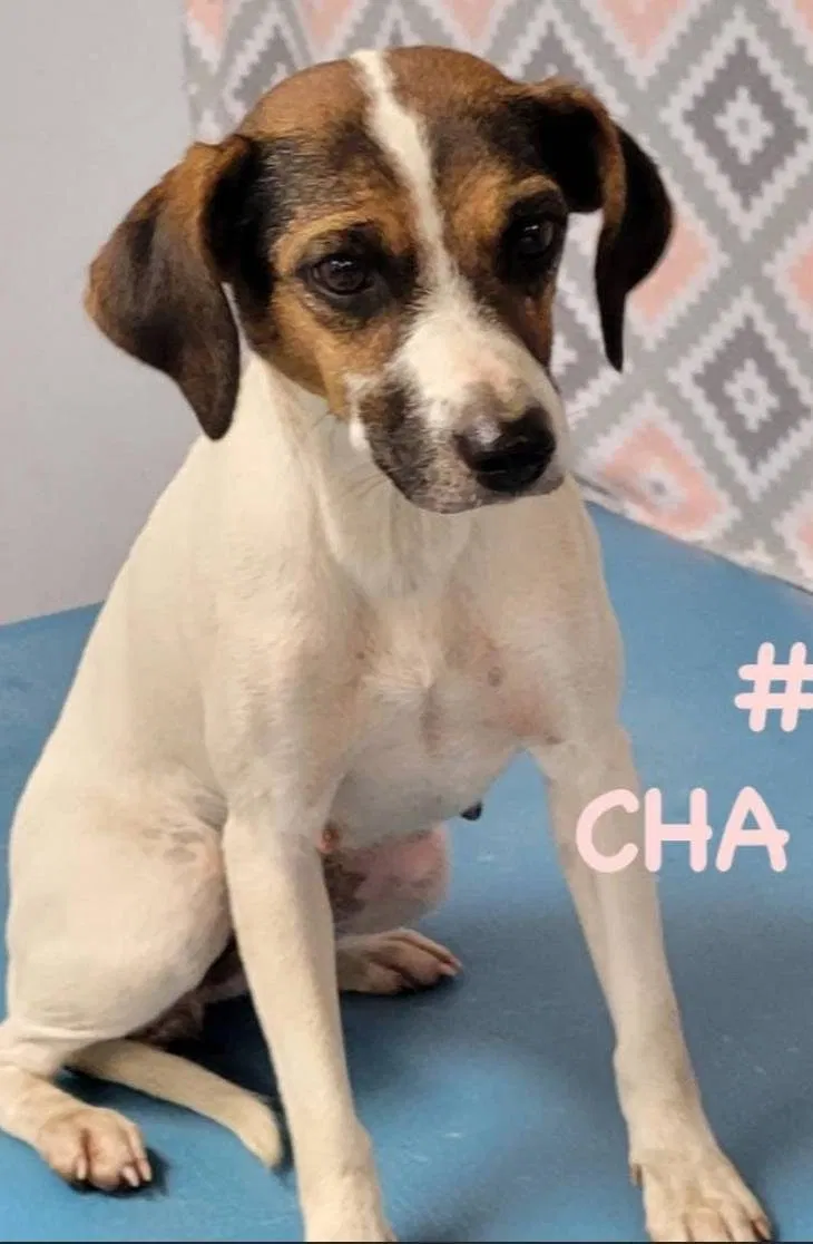 Lost dog in Chicago, IL, 60622