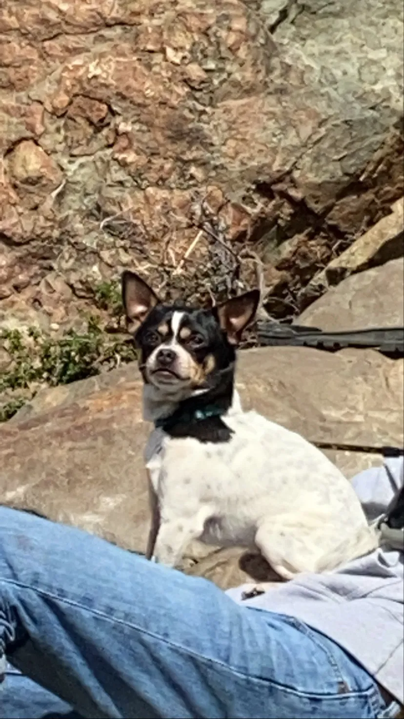 Lost dog in San Diego, CA, 92105