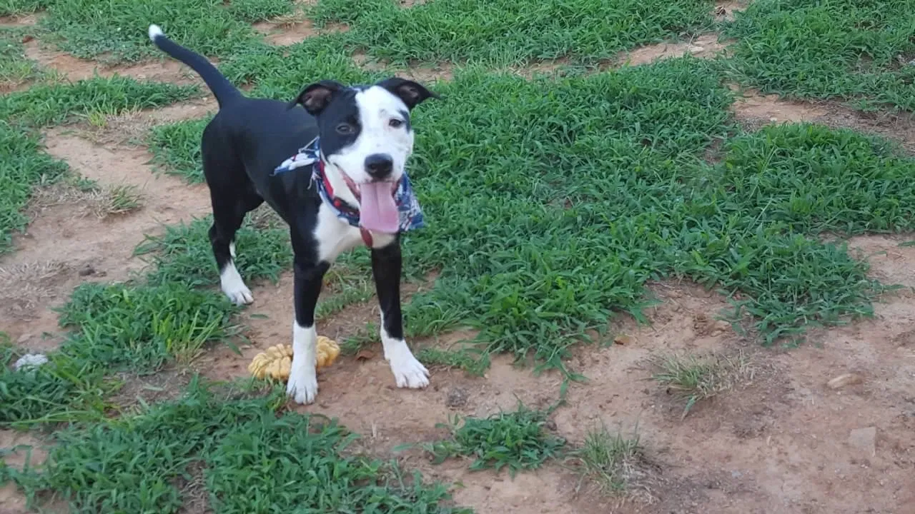 Lost dog in Fort Mill, SC, 29708