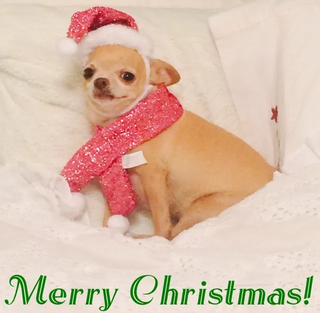 Lost dog in Kissimmee, FL, 34743