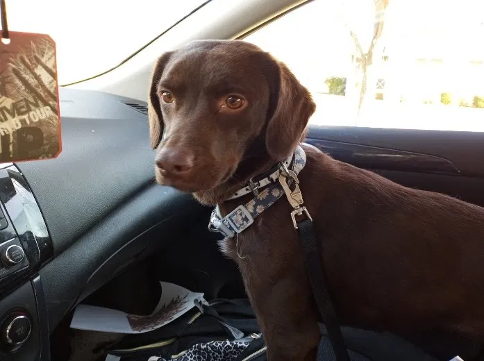 Lost dog in Baton Rouge, LA, 70809