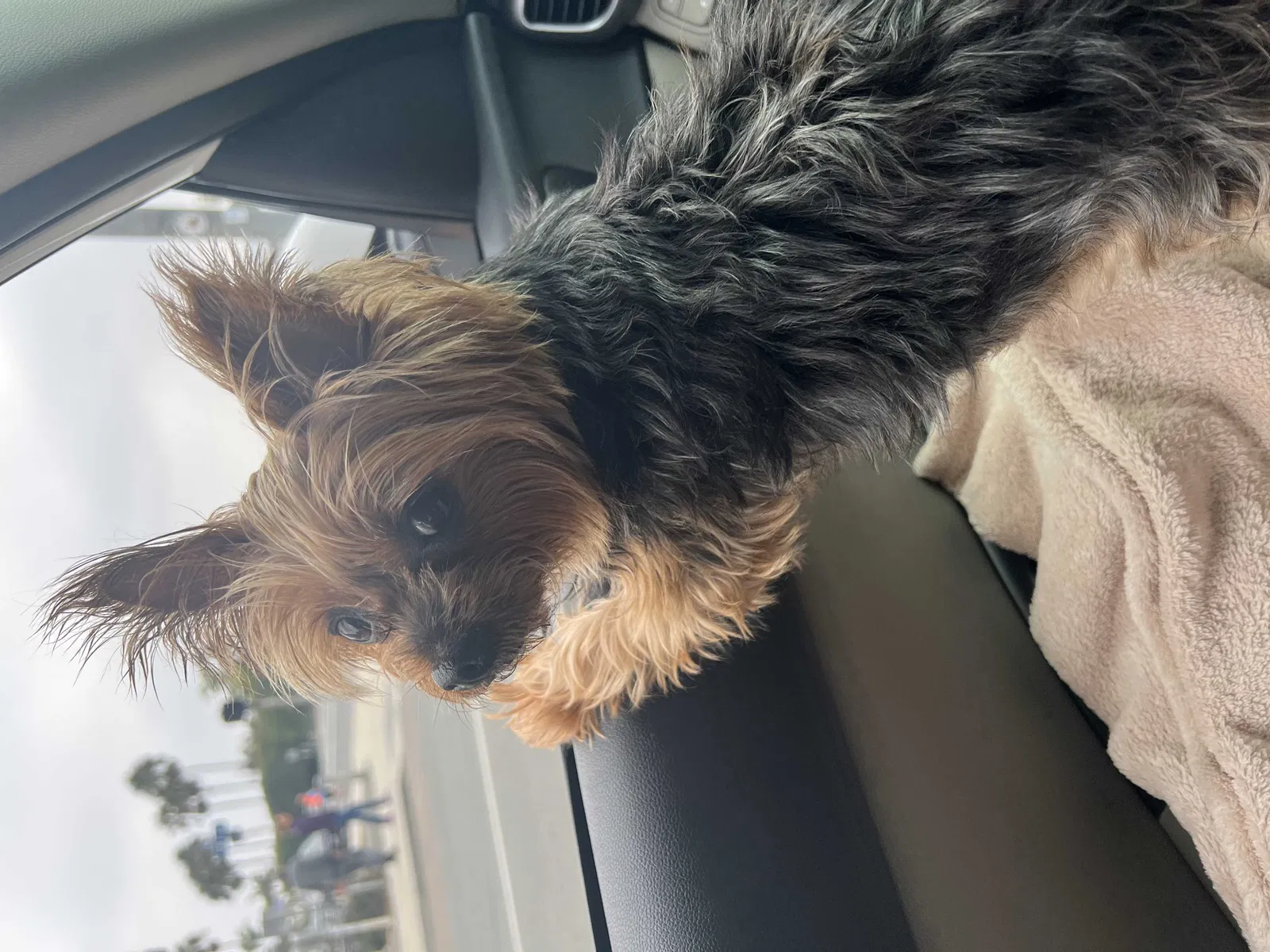 Lost dog in San Diego, CA, 92122