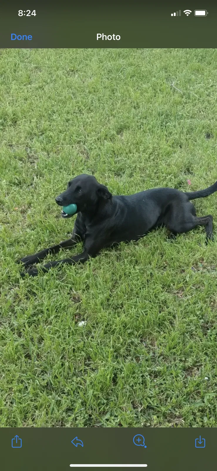 Lost dog in San Antonio, TX, 78223