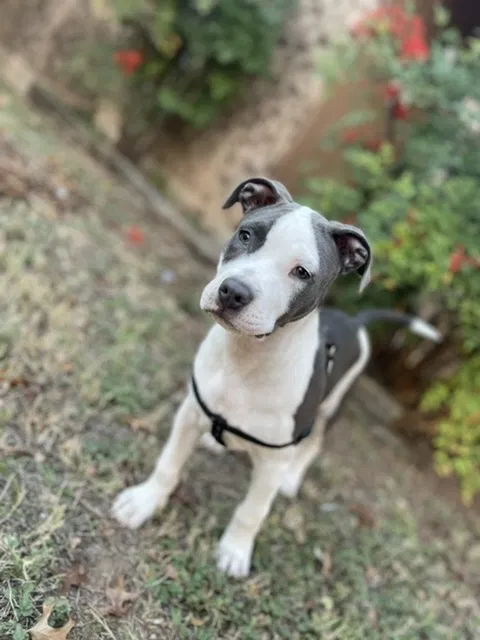 Lost dog in Abilene, TX, 79603