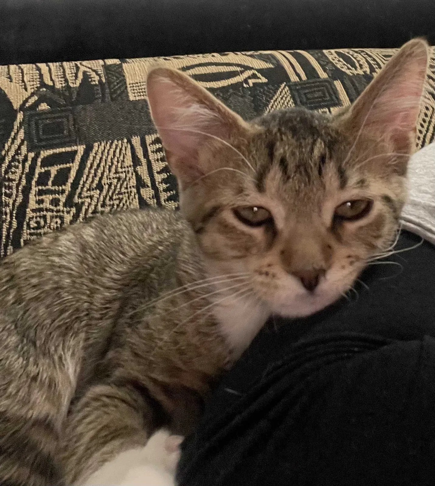 Lost cat in Chicago, IL, 60656