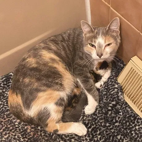 Lost cat in Smithfield, NC, 27577
