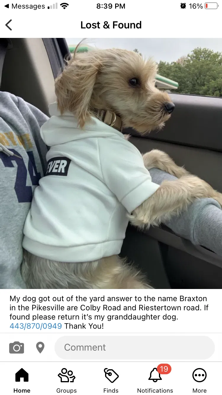 Lost dog in Pikesville, MD, 21208