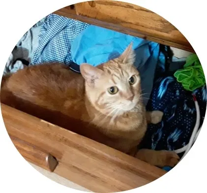 Lost cat in Cleveland, OH, 44124
