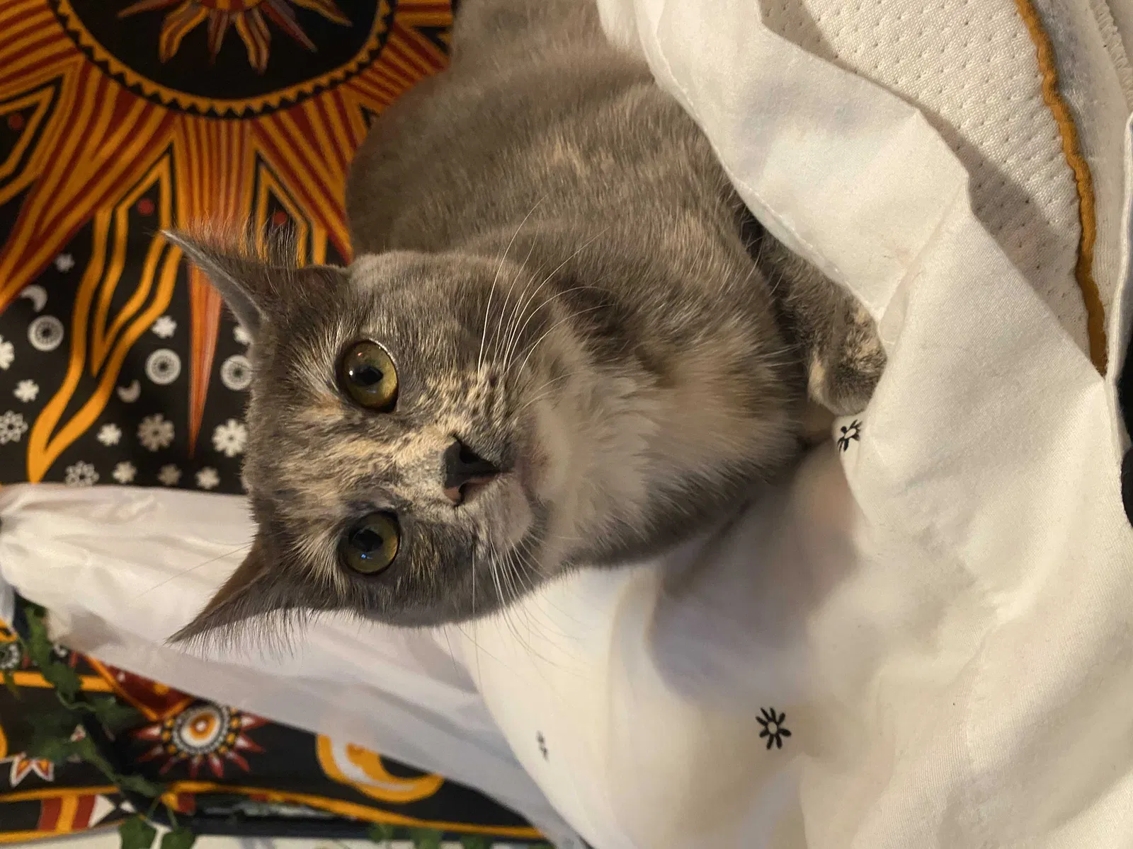 Lost cat in Greenfield, CA, 93927