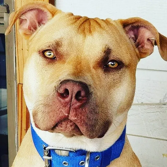 Lost dog in San Antonio, TX, 78245