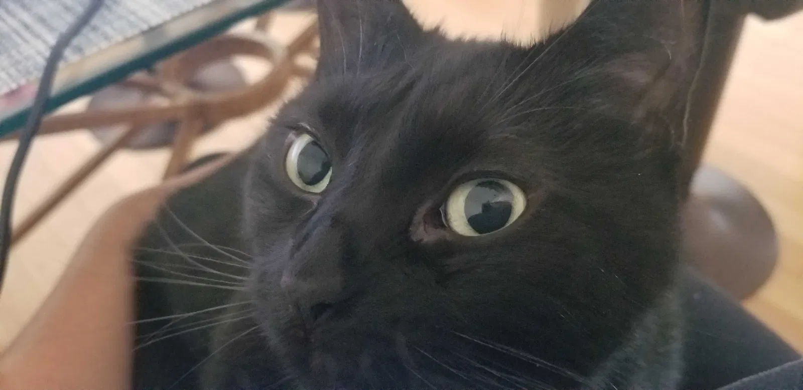 Lost cat in San Marcos, CA, 92078