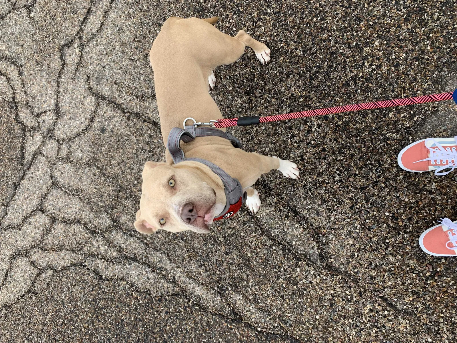 Lost dog in San Tan Valley, AZ, 85140