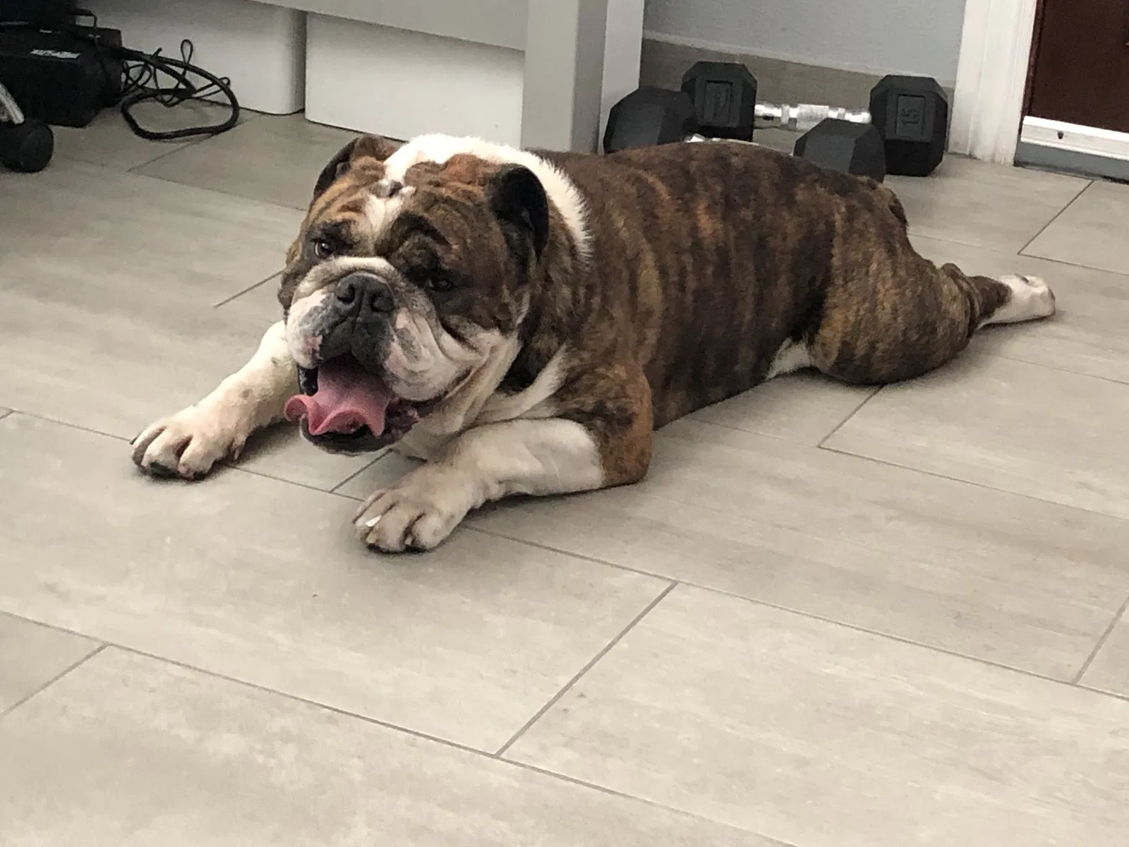 Lost dog in Los Angeles, CA, 90001