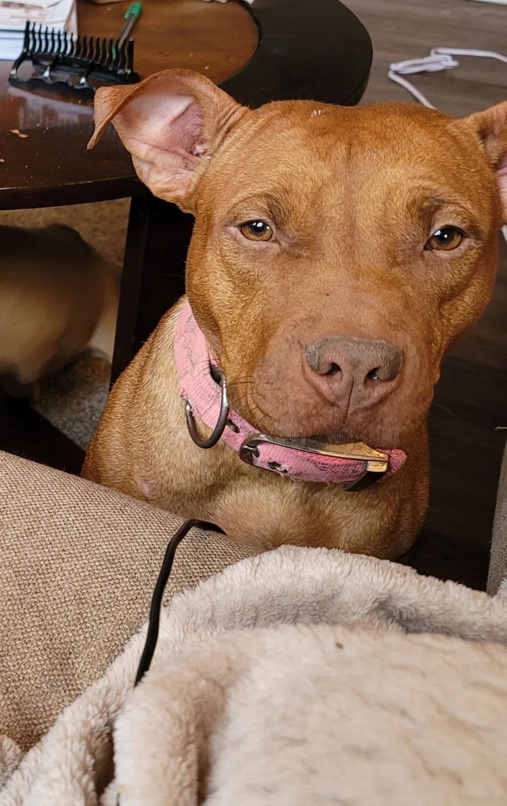 Lost dog in San Antonio, TX, 78245
