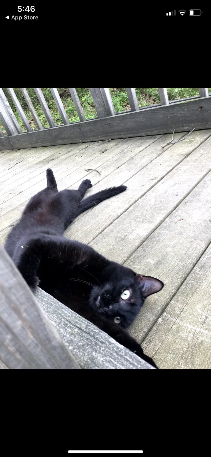 Lost cat in Harmony, PA, 16037