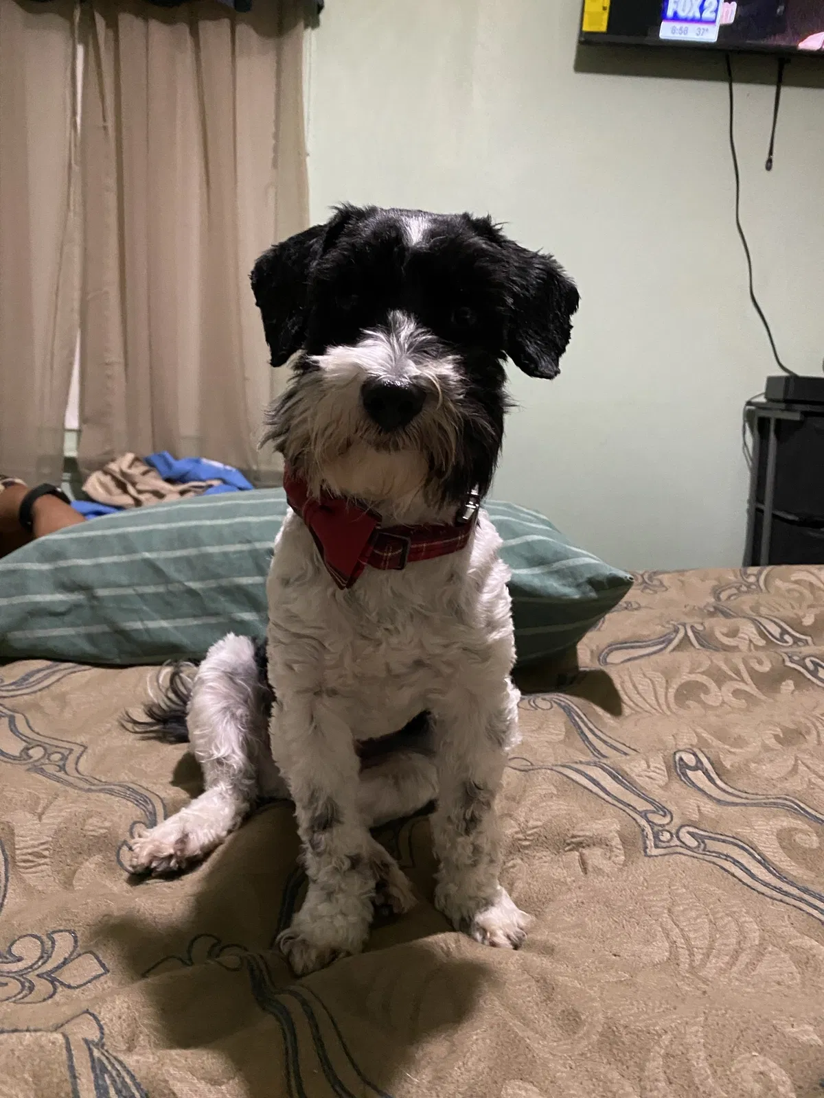 Lost dog in Detroit, MI, 48219