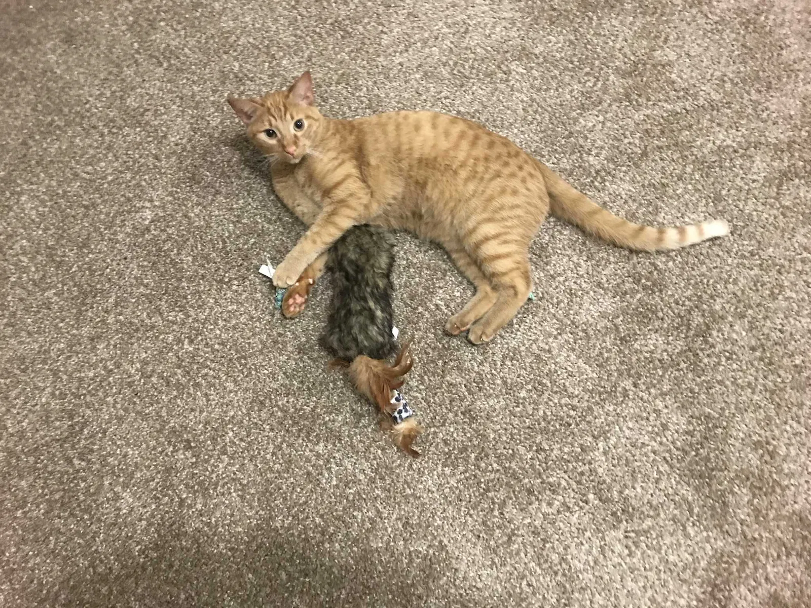 Lost cat in Bowling Green, OH, 43402
