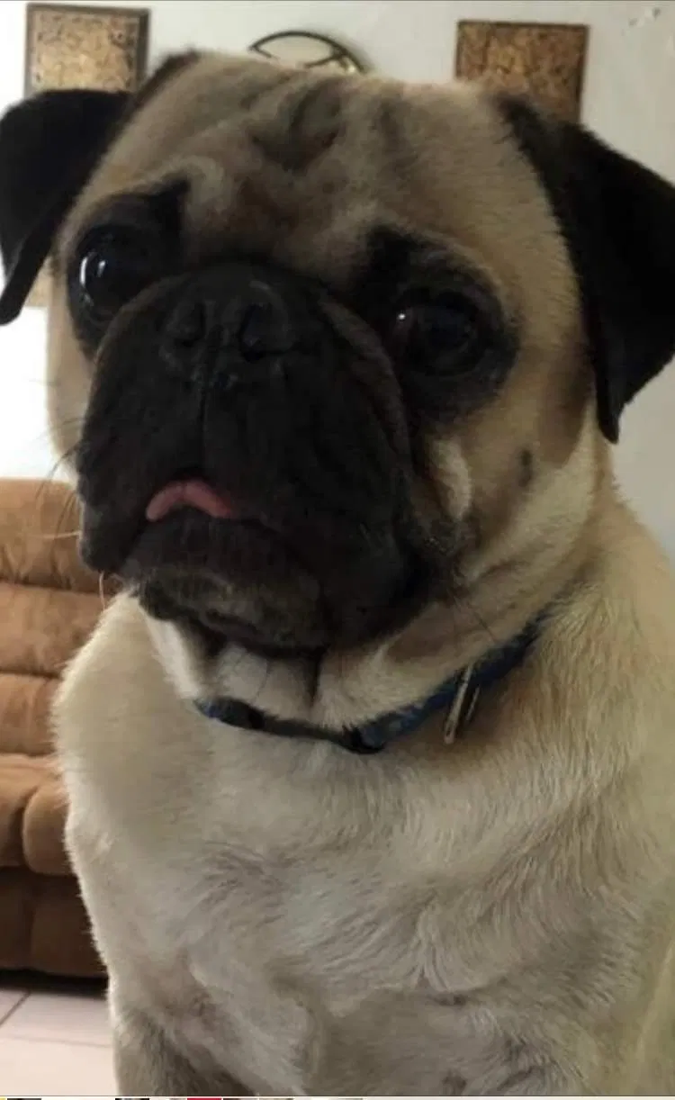 Lost dog in San Antonio, TX, 78213