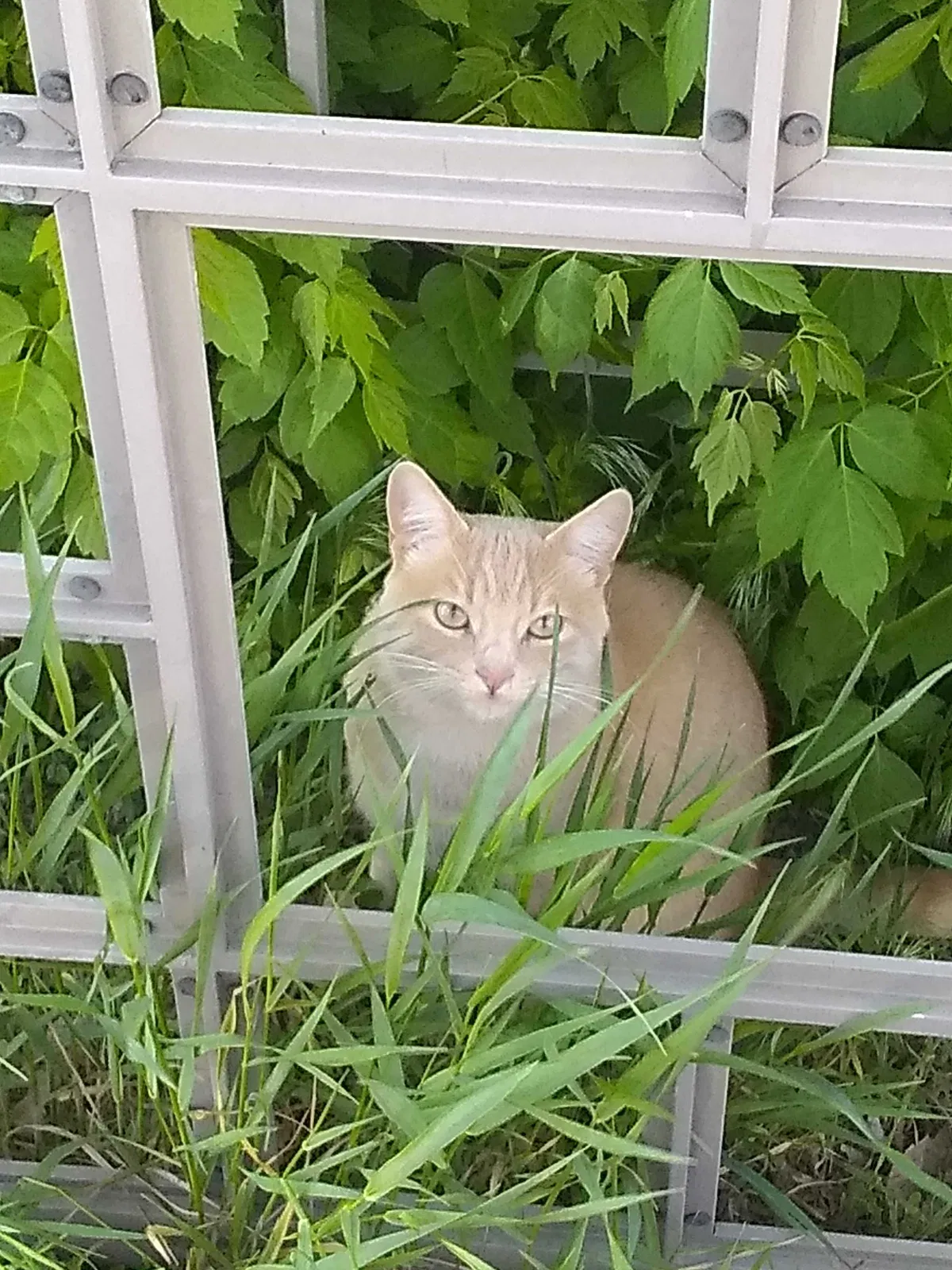 Lost cat in Casper, WY, 82601