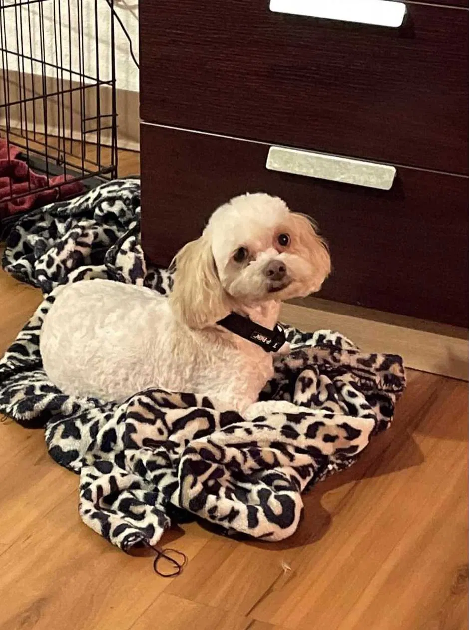 Lost dog in Edinburg, TX, 78542