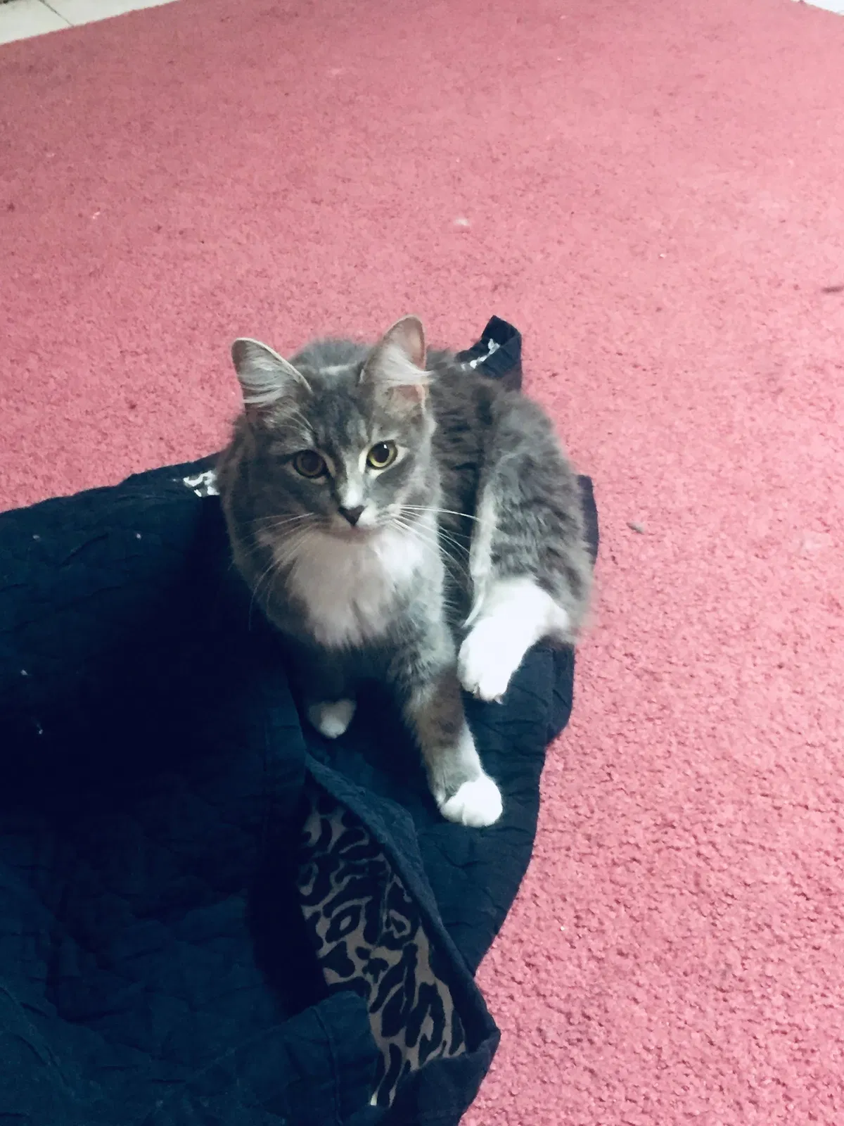 Lost cat in Union City, GA, 30291