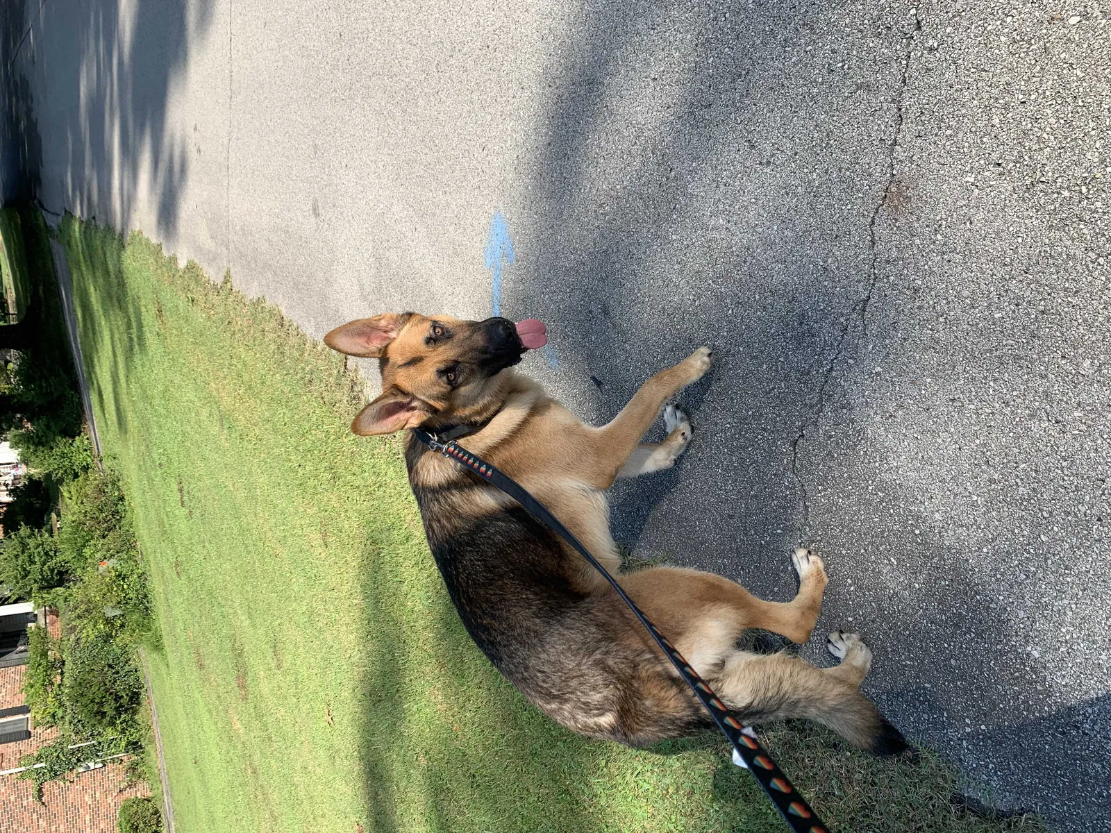 Lost dog in Louisville, KY, 40272