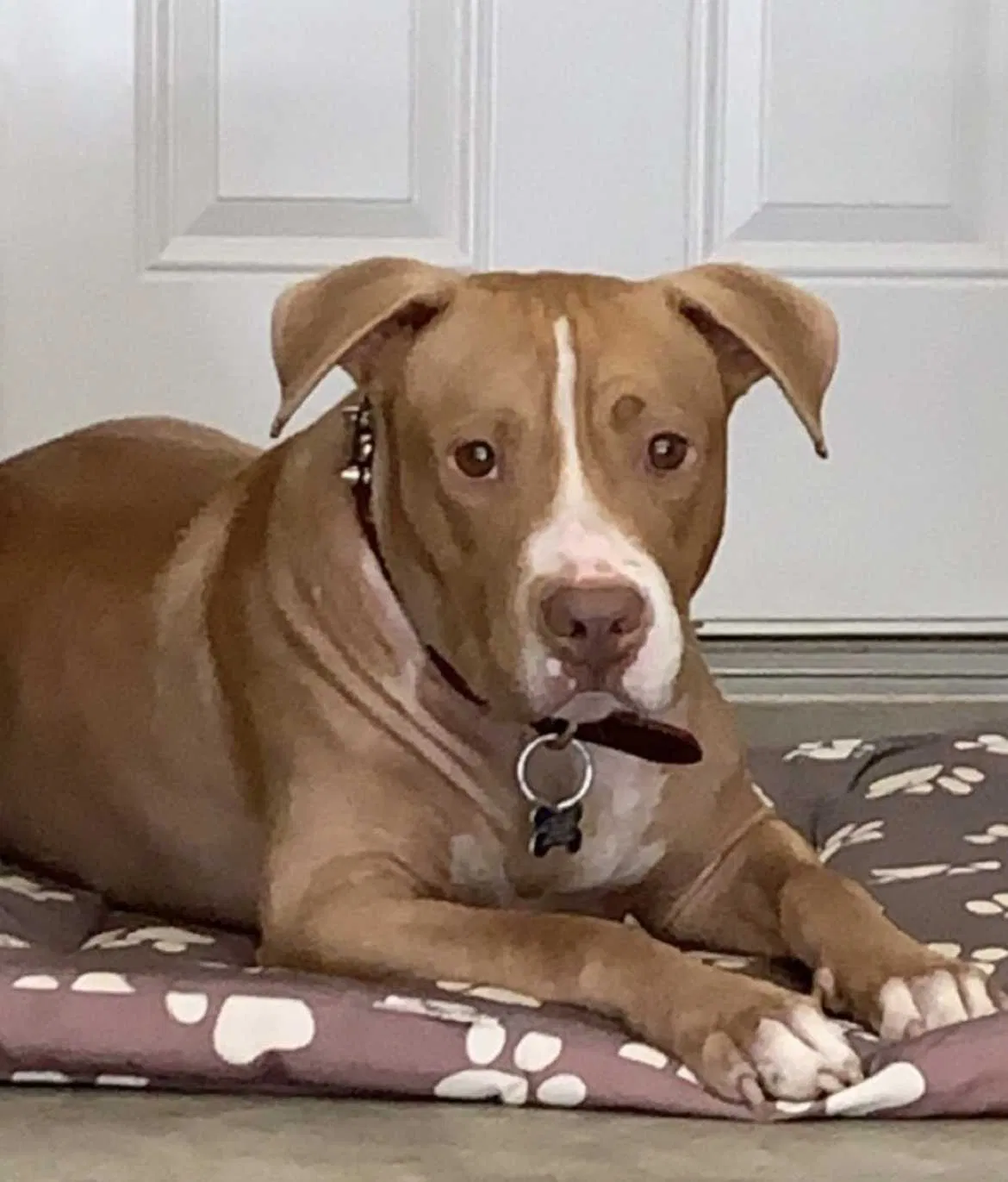 Lost dog in Laredo, TX, 78045