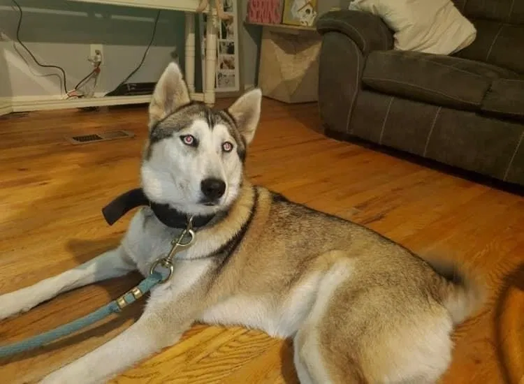Lost dog in Cleveland, TX, 77328