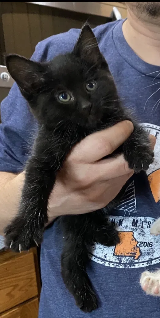 Lost cat in Garretson, SD, 57030
