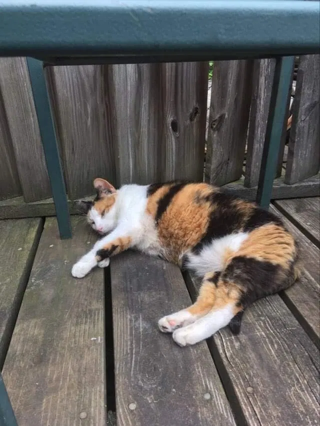 Lost cat in Gettysburg, PA, 17325