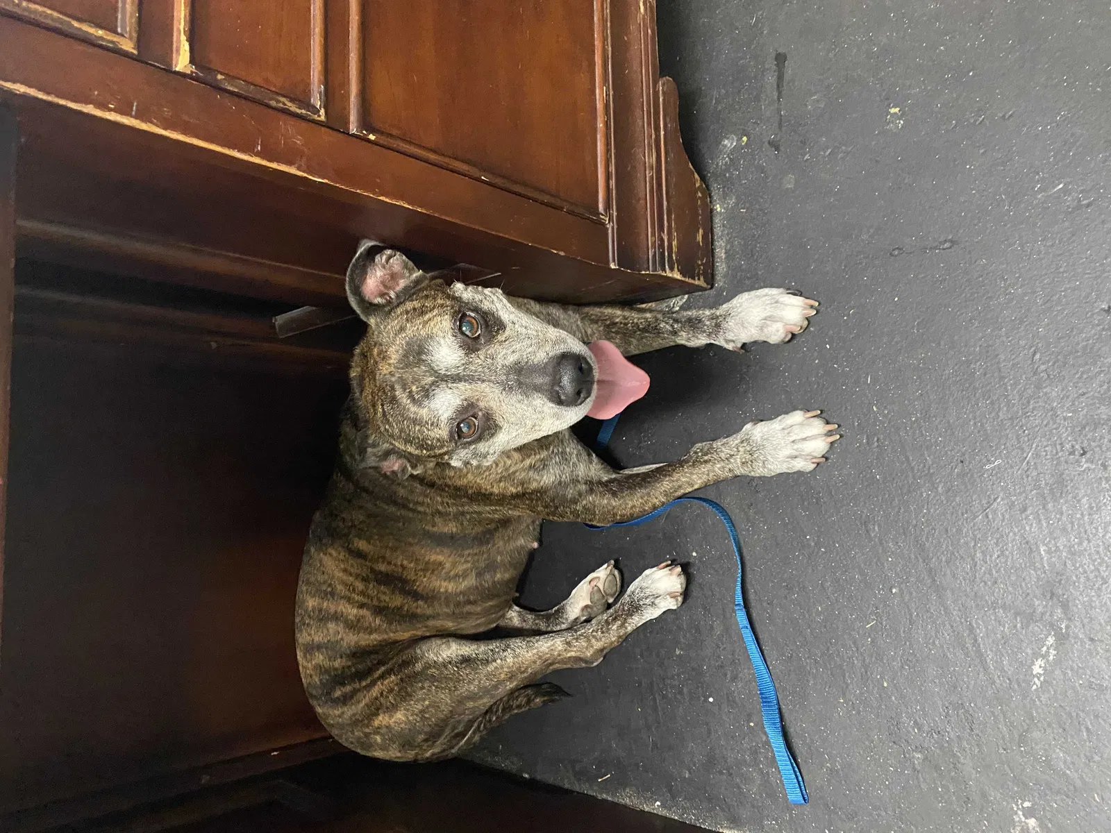 Lost dog in Valrico, FL, 33594
