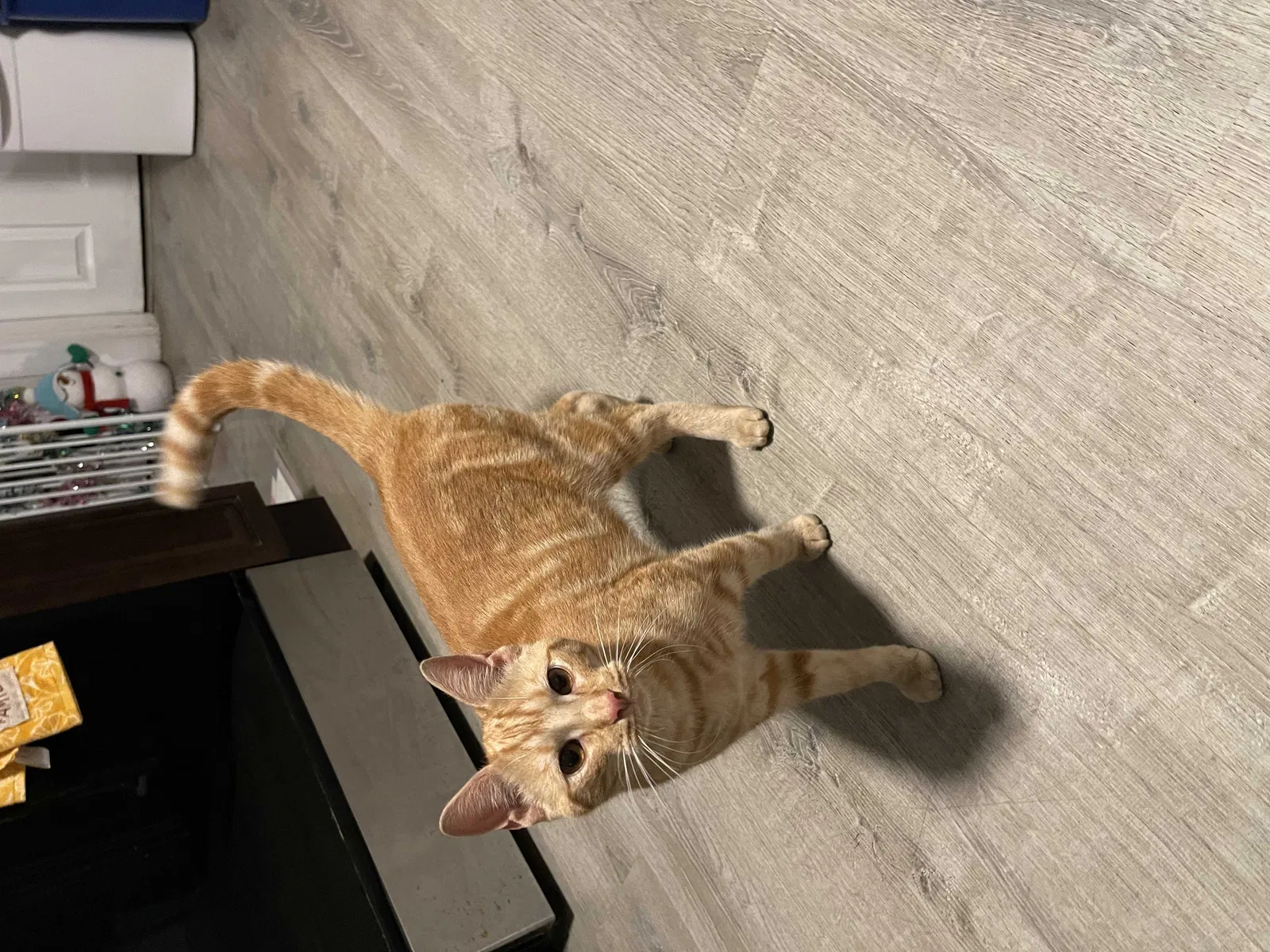 Lost cat in Somersworth, NH, 3878