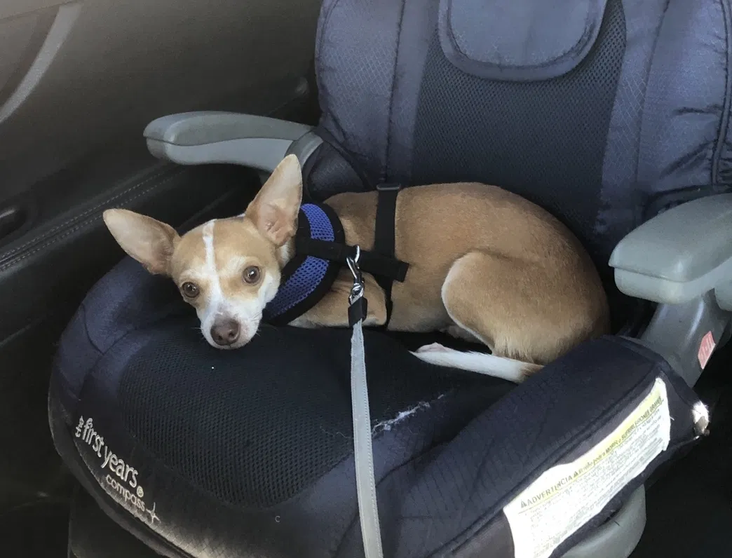 Lost dog in Garden Grove, CA, 92843