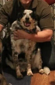 Lost dog in Allen, TX, 75013