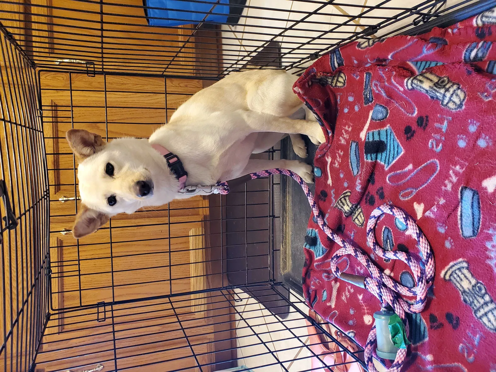 Lost dog in Colonial Heights, VA, 23834