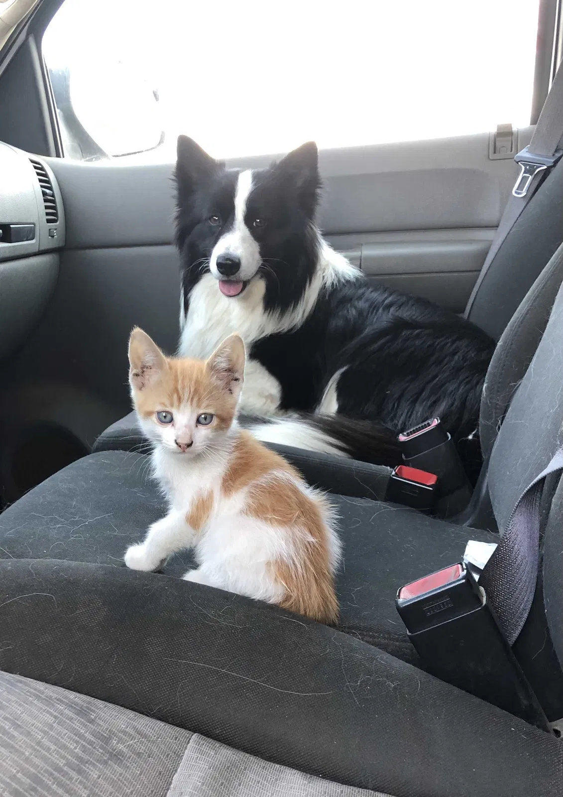 Lost dog in Bakersfield, CA, 93307