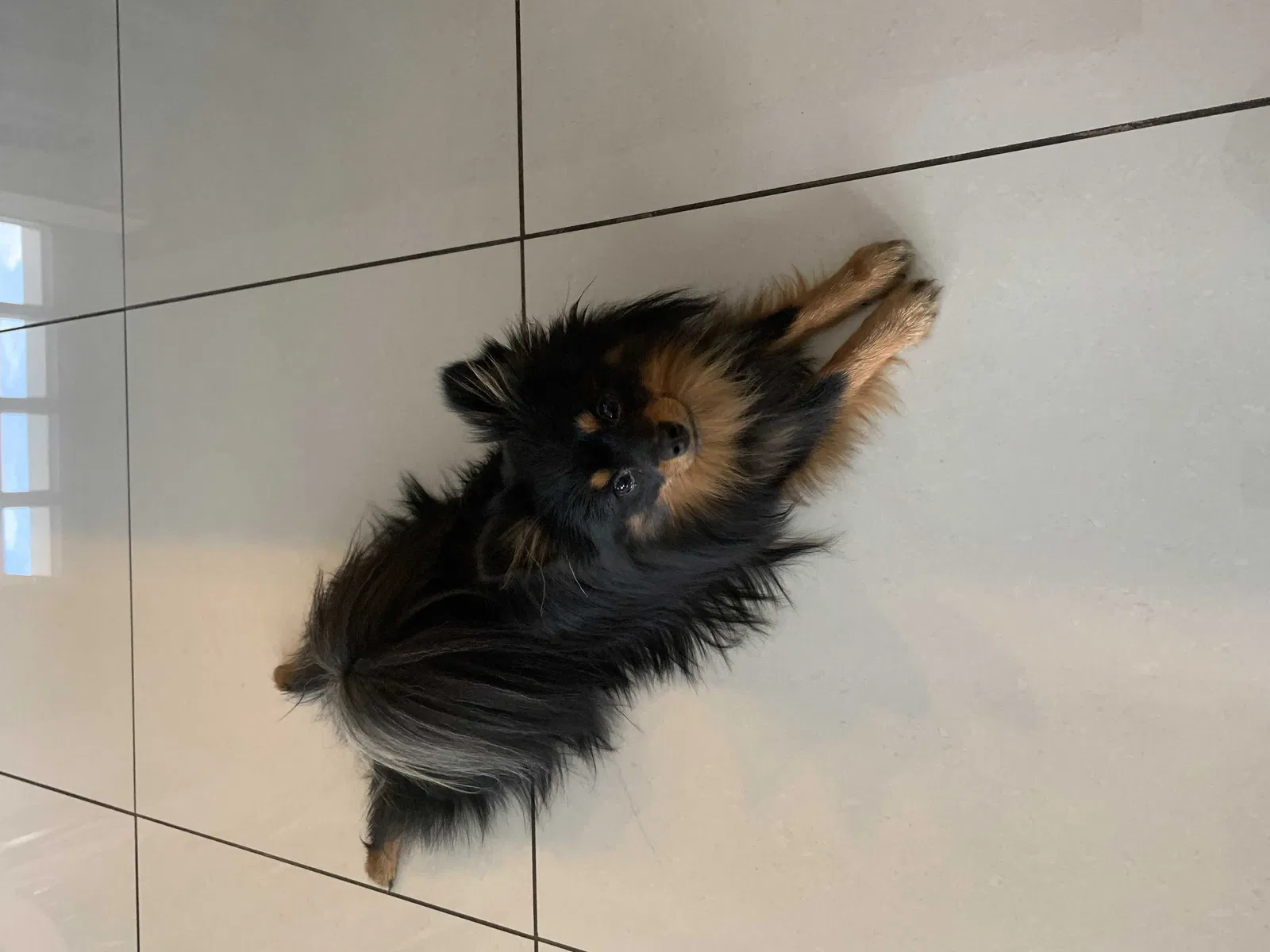 Lost dog in El Paso, TX, 79912