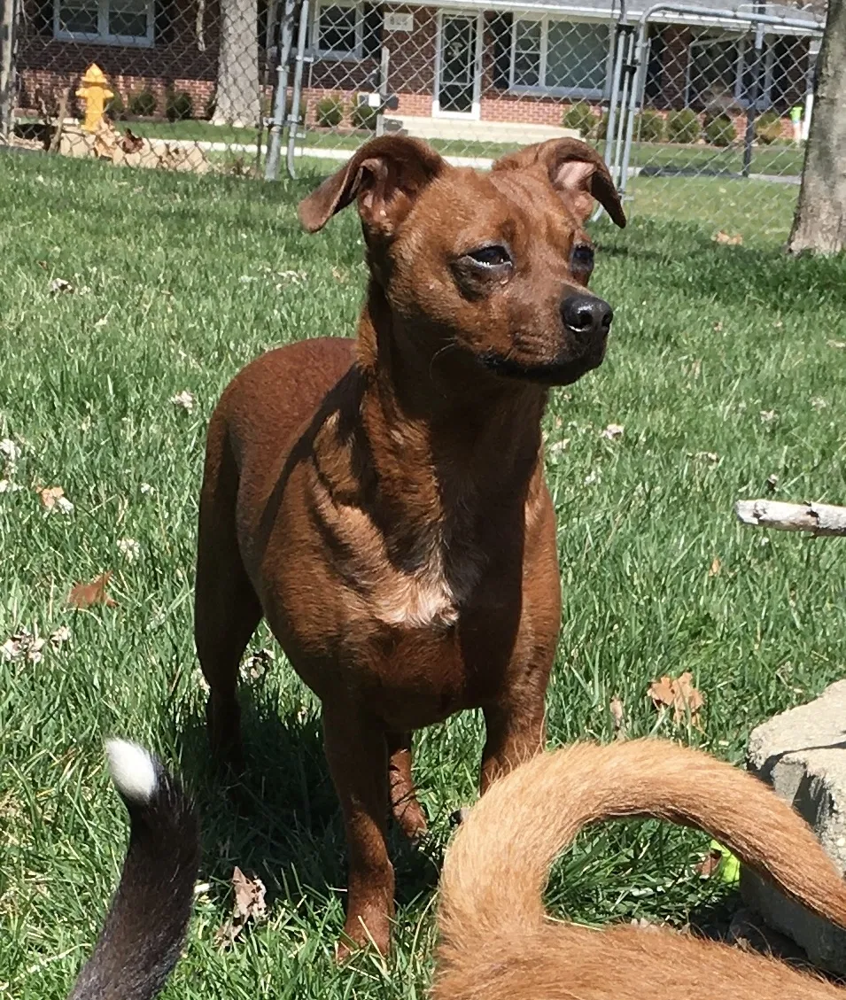 Lost dog in Lake Alfred, FL, 33850