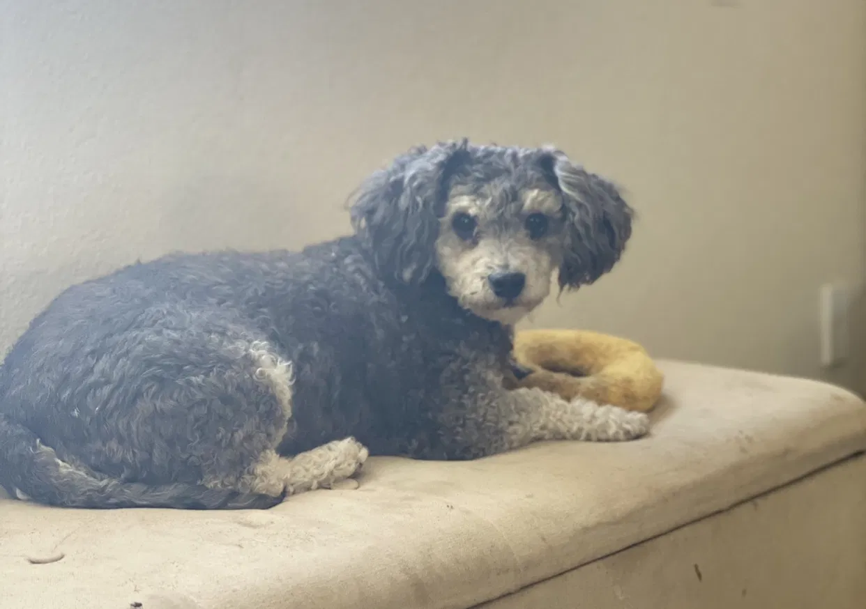 Lost dog in Hesperia, CA, 92345