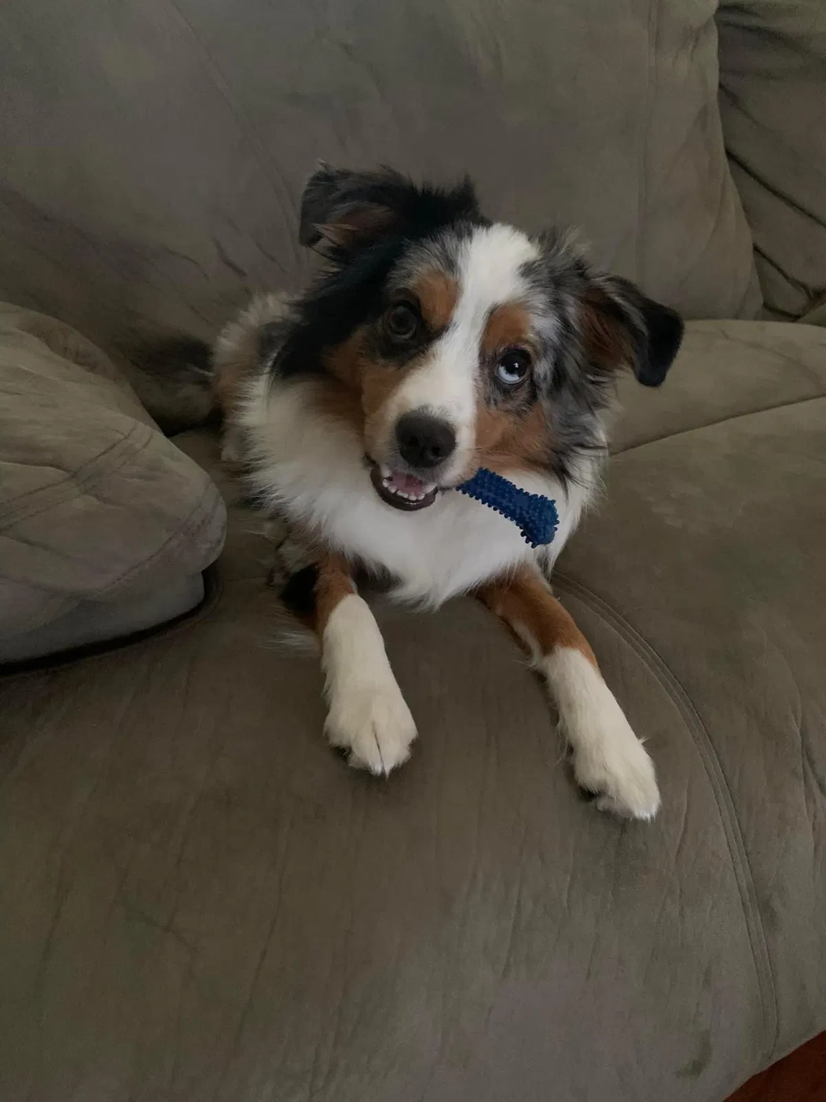 Lost dog in Lumber Bridge, NC, 28357
